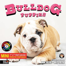 RED EMBER Bulldog Puppies 2026 Mini Wall Calendar 12 Month | 7