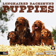 RED EMBER Longhaired Dachshund Puppies 2026 Wall Calendar 12 Month | 12
