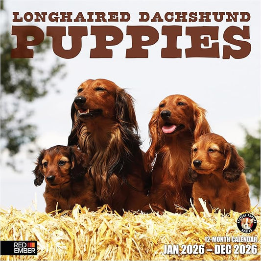 RED EMBER Longhaired Dachshund Puppies 2026 Wall Calendar 12 Month | 12" x 24" Open | Thick & Sturdy Paper | Holiday Gift | Cute Weiner Puppy Dog Calendar 2026