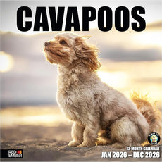 RED EMBER Cavapoos 2026 Wall Calendar 12 Month | 12