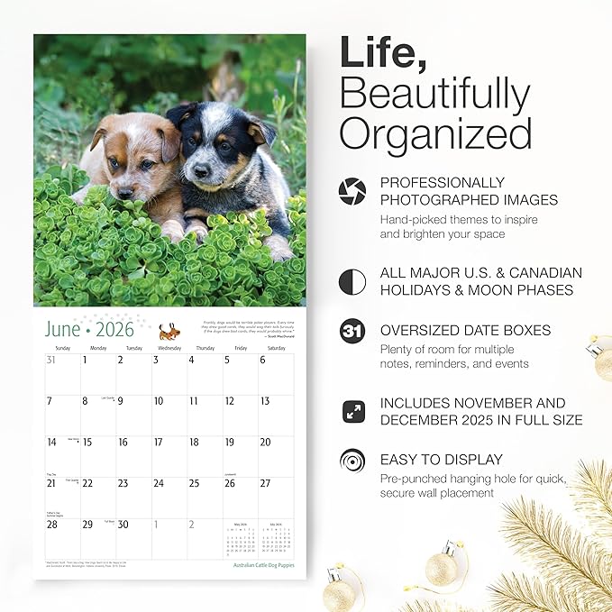 RED EMBER Australian Cattle Dog Puppies 2026 Wall Calendar 12 Month | 12" x 24" Open | Thick & Sturdy Paper | Holiday Gift | Cute Puppy Dog Calendar 2026