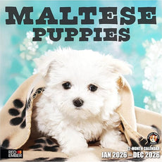 RED EMBER Maltese Puppies 2026 Wall Calendar 12 Month | 12