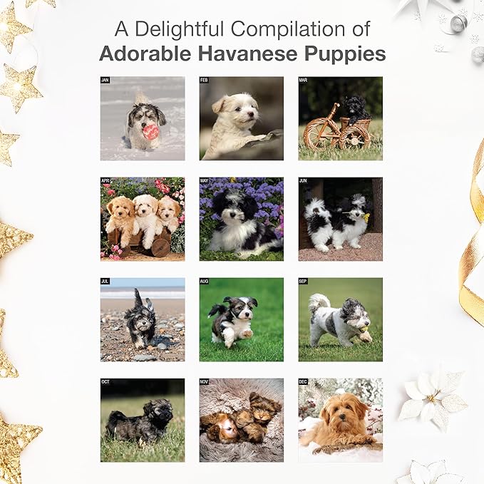 RED EMBER Havanese Puppies 2026 Wall Calendar 12 Month | 12" x 24" Open | Thick & Sturdy Paper | Holiday Gift | Cute Puppy Dog Calendar 2026