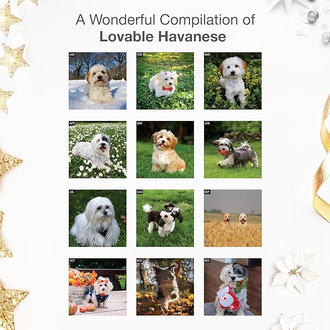 RED EMBER Havanese 2026 Wall Calendar 12 Month | 12" x 24" Open | Thick & Sturdy Paper | Holiday Gift | Cute Puppy Dog Calendar 2026