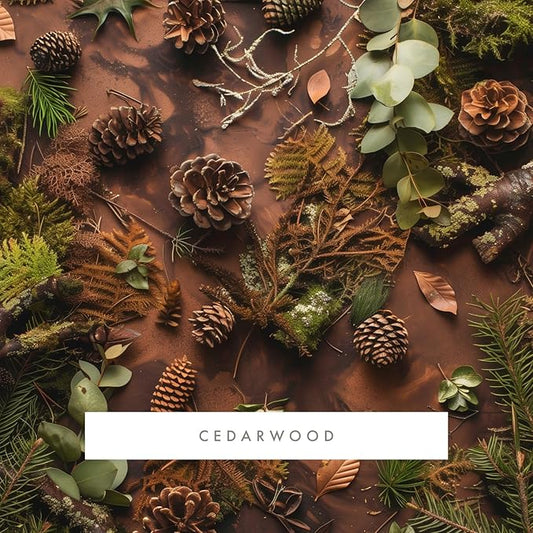 ScentAir Whisper Home Monthly Plug-in Refill, Fragrance Cartridge for Home and Office, Amazon Exclusive, Cedarwood