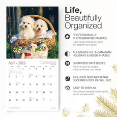 RED EMBER Bichon Frises 2026 Wall Calendar 12 Month | 12