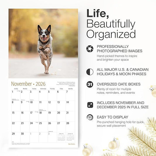 RED EMBER Blue Heelers 2026 Wall Calendar 12 Month | 12" x 24" Open | Thick & Sturdy Paper | Holiday Gift | Cute Puppy Dog Calendar 2026