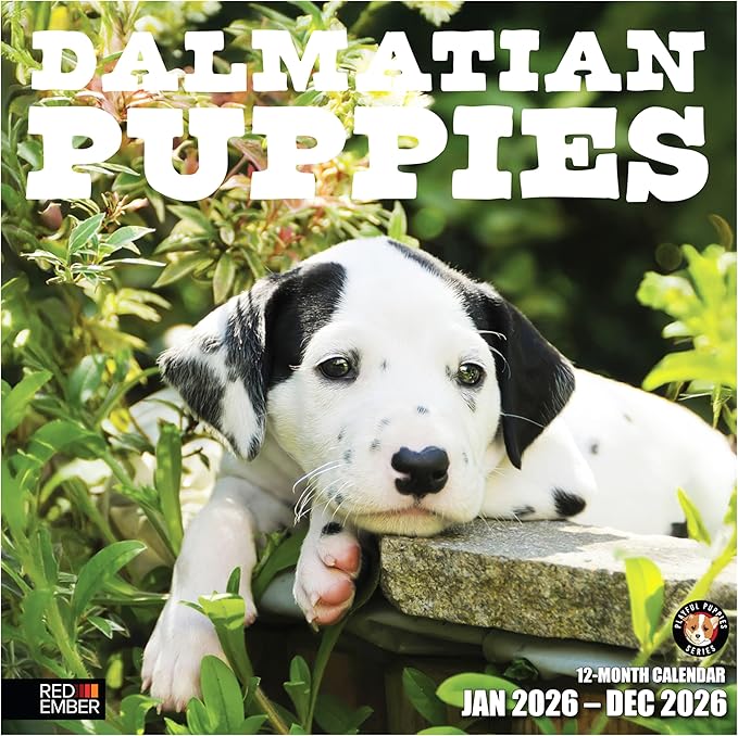 RED EMBER Dalmatian Puppies 2026 Wall Calendar 12 Month | 12" x 24" Open | Thick & Sturdy Paper | Holiday Gift | Cute Puppy Dog Calendar 2026