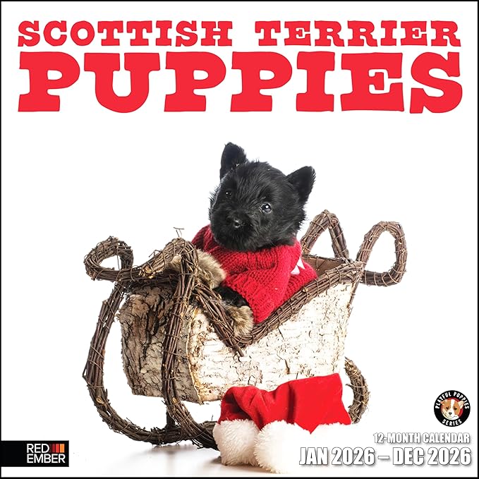 RED EMBER Scottish Terrier Puppies 2026 Wall Calendar 12 Month | 12" x 24" Open | Thick & Sturdy Paper | Holiday Gift | Cute Puppy Dog Calendar 2026