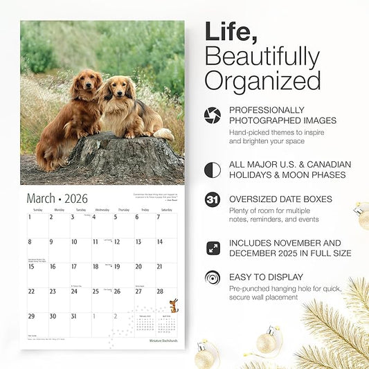 RED EMBER Miniature Dachshunds 2026 Wall Calendar 12 Month | 12" x 24" Open | Thick & Sturdy Paper | Holiday Gift | Cute Puppy Weiner Dog Calendar 2026