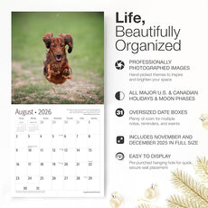 RED EMBER Longhaired Dachshunds 2026 Wall Calendar 12 Month | 12