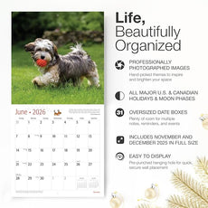 RED EMBER Havanese 2026 Wall Calendar 12 Month | 12