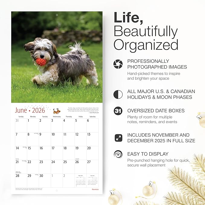 RED EMBER Havanese 2026 Wall Calendar 12 Month | 12" x 24" Open | Thick & Sturdy Paper | Holiday Gift | Cute Puppy Dog Calendar 2026