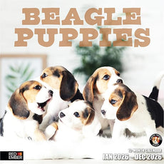RED EMBER Beagle Puppies 2026 Wall Calendar 12 Month | 12