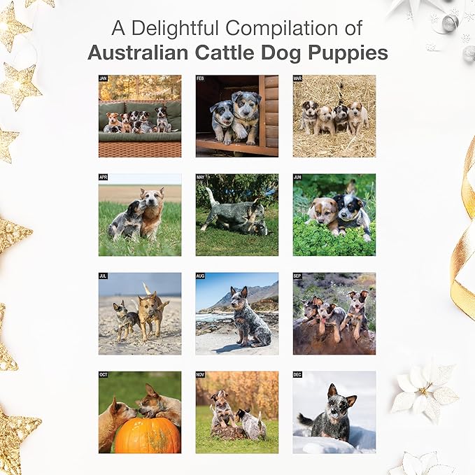 RED EMBER Australian Cattle Dog Puppies 2026 Wall Calendar 12 Month | 12" x 24" Open | Thick & Sturdy Paper | Holiday Gift | Cute Puppy Dog Calendar 2026