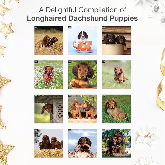 RED EMBER Longhaired Dachshund Puppies 2026 Wall Calendar 12 Month | 12" x 24" Open | Thick & Sturdy Paper | Holiday Gift | Cute Weiner Puppy Dog Calendar 2026