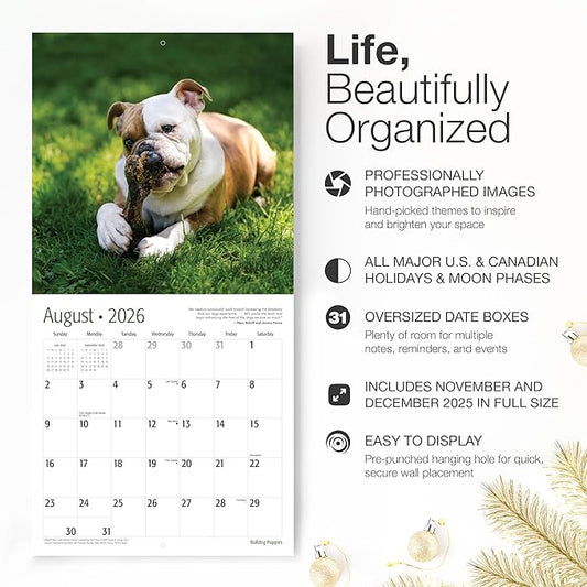 RED EMBER Bulldog Puppies 2026 Wall Calendar 12 Month | 12" x 24" Open | Thick & Sturdy Paper | Holiday Gift | Cute Puppy Dog Calendar 2026
