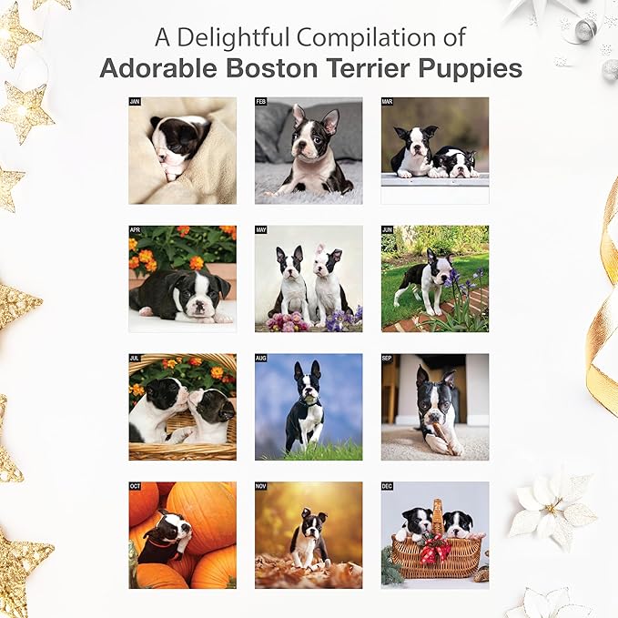RED EMBER Boston Terrier Puppies 2026 Wall Calendar 12 Month | 12" x 24" Open | Thick & Sturdy Paper | Holiday Gift | Cute Puppy Dog Calendar 2026