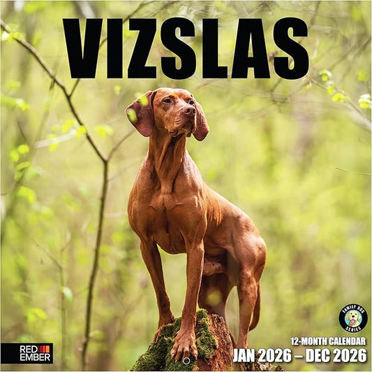 RED EMBER Vizslas 2026 Wall Calendar 12 Month | 12" x 24" Open | Thick & Sturdy Paper | Holiday Gift | Cute Puppy Dog Calendar 2026