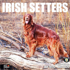 RED EMBER Irish Setters 2026 Wall Calendar 12 Month | 12