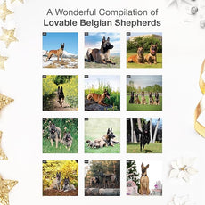 RED EMBER Belgian Shepherds 2026 Wall Calendar 12 Month | 12