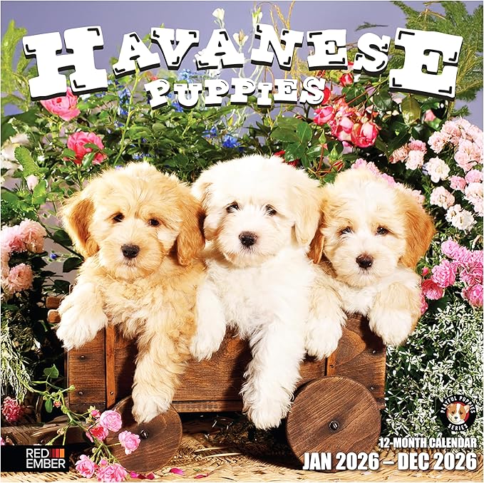 RED EMBER Havanese Puppies 2026 Wall Calendar 12 Month | 12" x 24" Open | Thick & Sturdy Paper | Holiday Gift | Cute Puppy Dog Calendar 2026