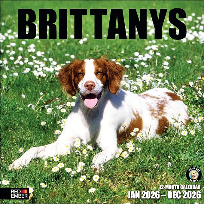 RED EMBER Brittanys 2026 Wall Calendar 12 Month | 12" x 24" Open | Thick & Sturdy Paper | Holiday Gift | Cute Spaniel Puppy Dog Calendar 2026