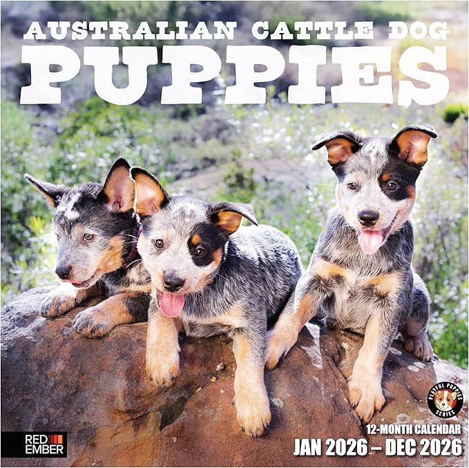RED EMBER Australian Cattle Dog Puppies 2026 Wall Calendar 12 Month | 12" x 24" Open | Thick & Sturdy Paper | Holiday Gift | Cute Puppy Dog Calendar 2026
