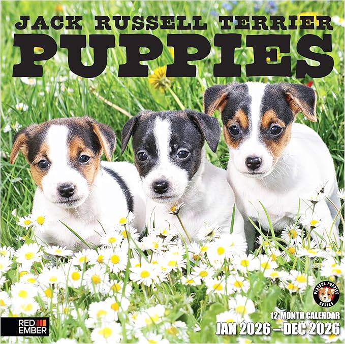 RED EMBER Jack Russell Terrier Puppies 2026 Mini Wall Calendar 12 Month | 12" x 24" Open | Thick & Sturdy Paper | Holiday Gift | Cute Dog Puppy Calendar 2026