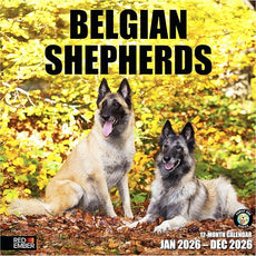 RED EMBER Belgian Shepherds 2026 Wall Calendar 12 Month | 12