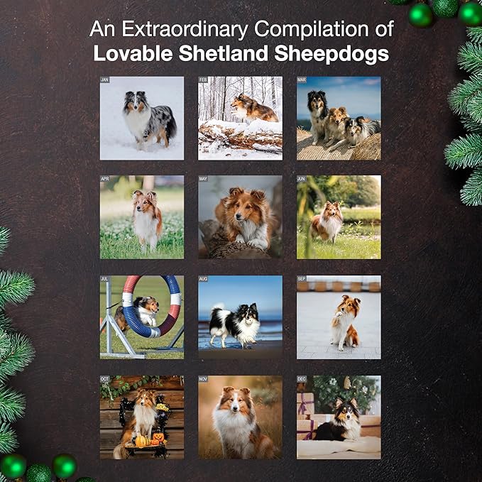 MICASA PRESS Shetland Sheepdogs 2024 Hangable Monthly Wall Calendar | 12" x 24" Open | Thick & Sturdy Paper | Holiday Gift | Cute Sheltie Puppy Dog Calendar 2026