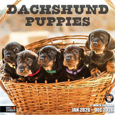 RED EMBER Dachshund Puppies 2026 Wall Calendar 12 Month | 12