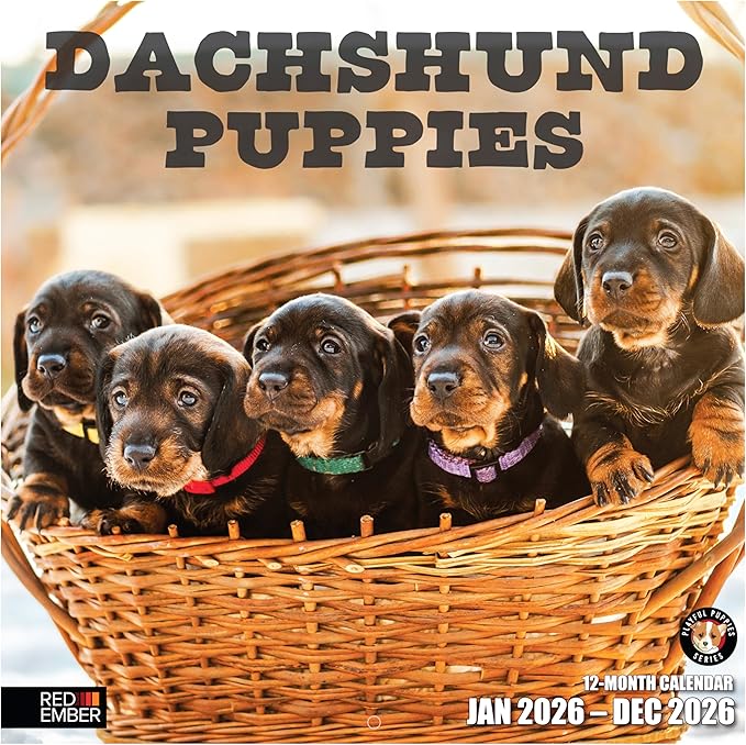 RED EMBER Dachshund Puppies 2026 Wall Calendar 12 Month | 12" x 24" Open | Thick & Sturdy Paper | Holiday Gift | Cute Weiner Puppy Dog Calendar 2026